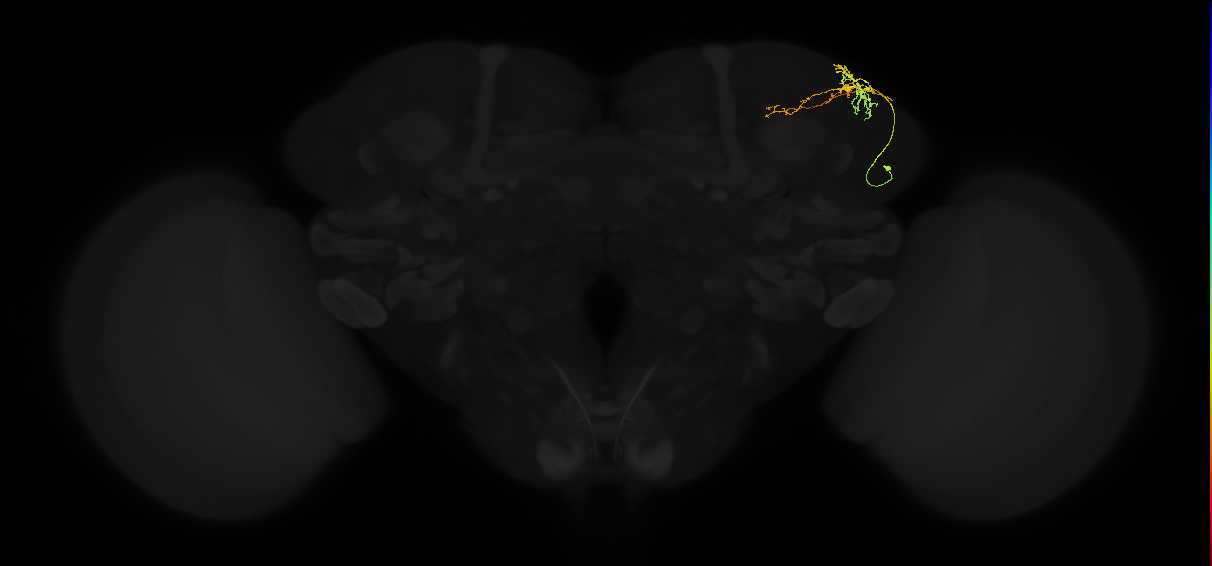 adult superior lateral protocerebrum neuron 084