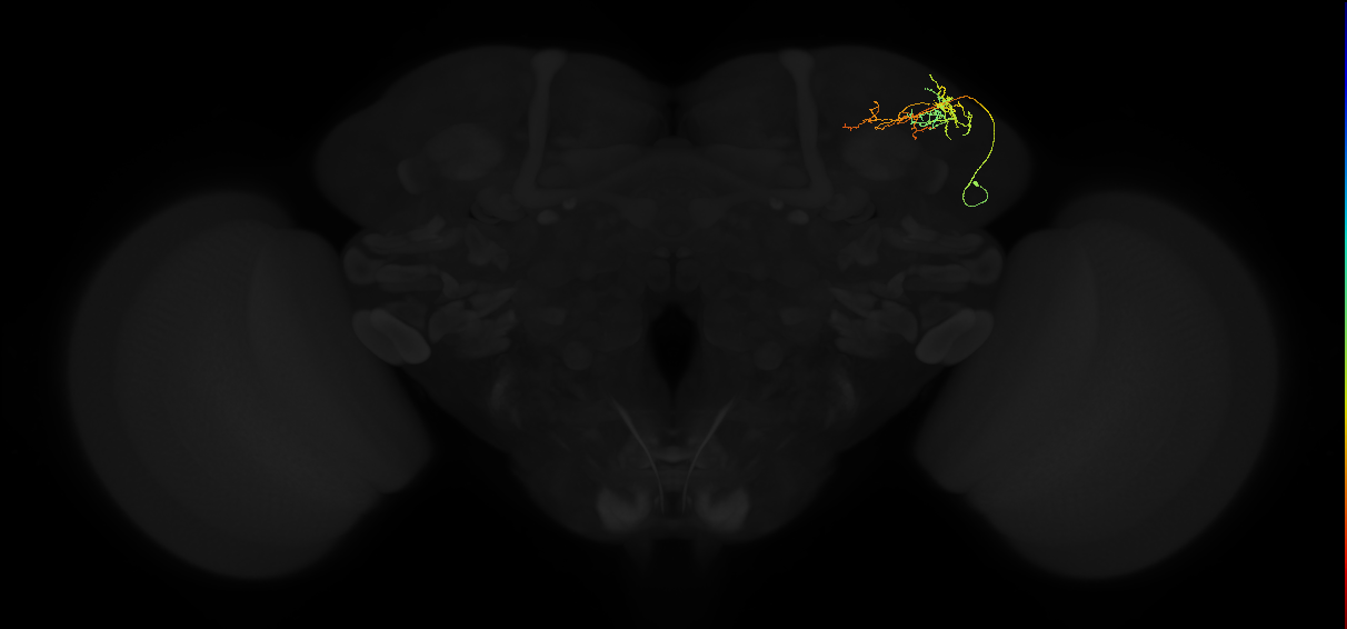 adult superior lateral protocerebrum neuron 085