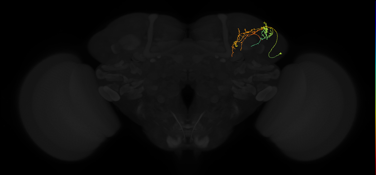 adult superior lateral protocerebrum neuron 086