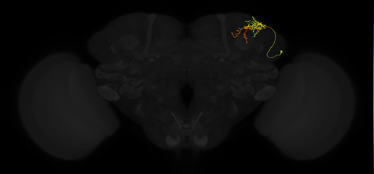 adult superior lateral protocerebrum neuron 087