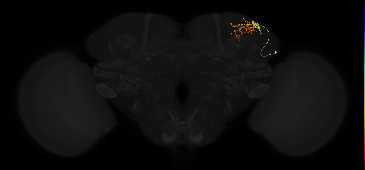 adult superior lateral protocerebrum neuron 088