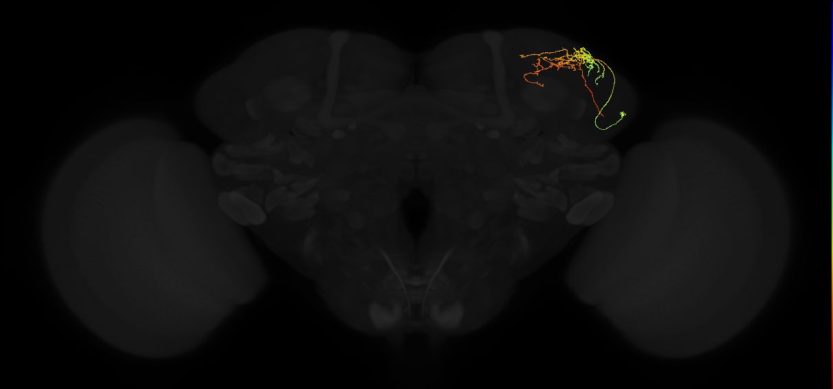 adult superior lateral protocerebrum neuron 088