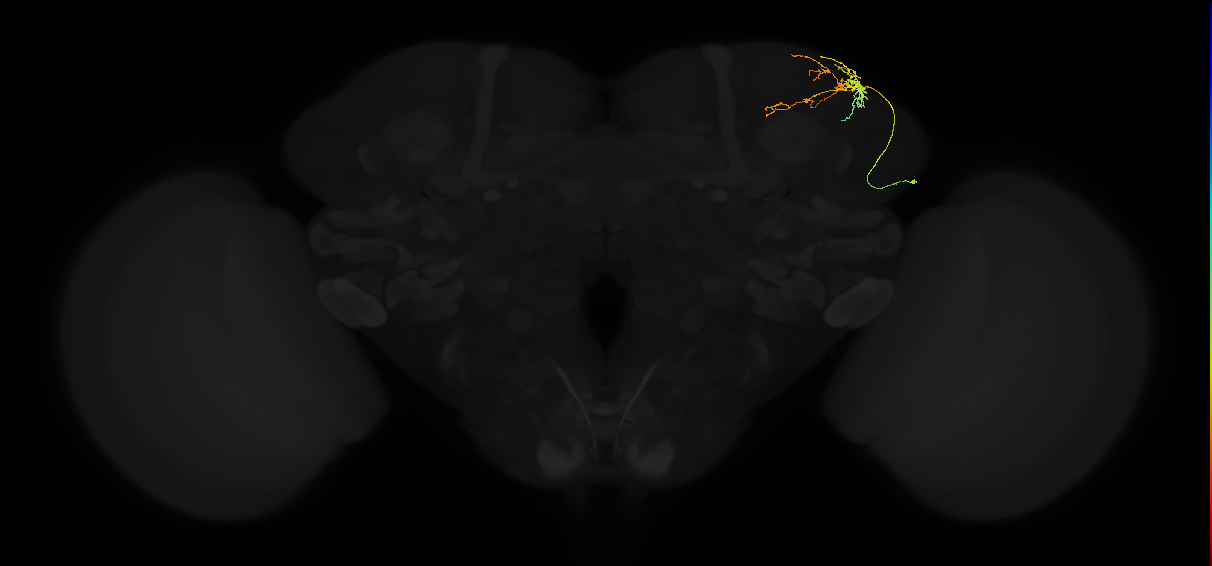 adult superior lateral protocerebrum neuron 090