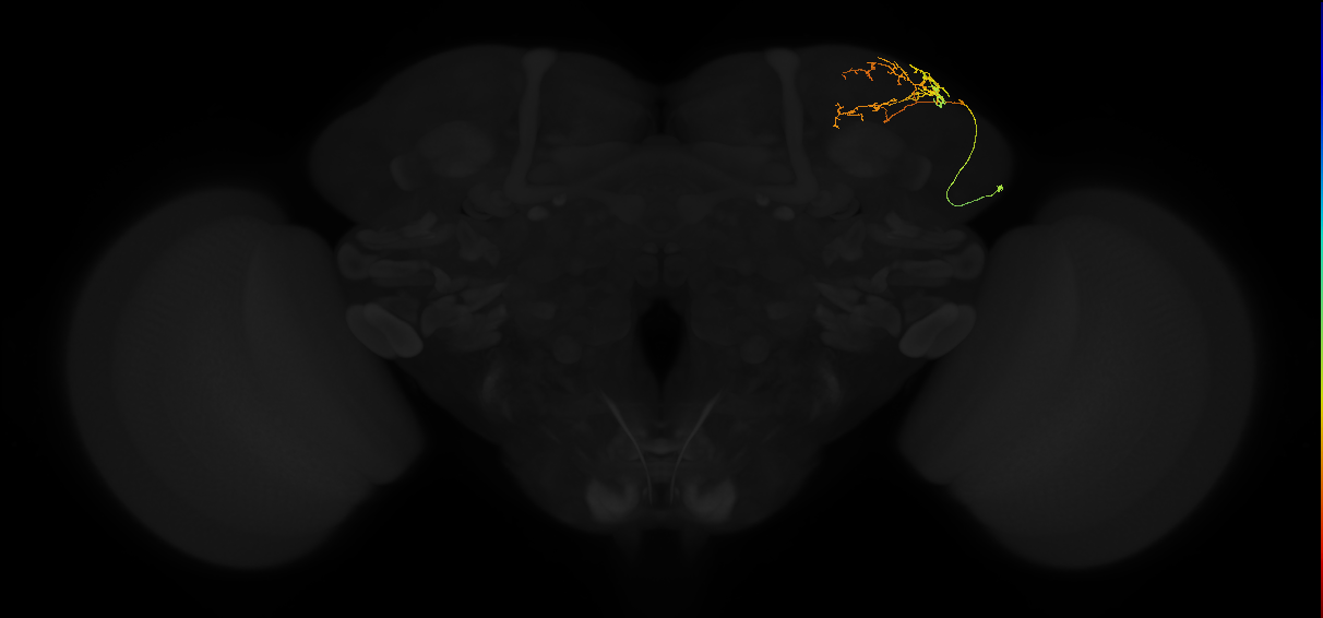 adult superior lateral protocerebrum neuron 090