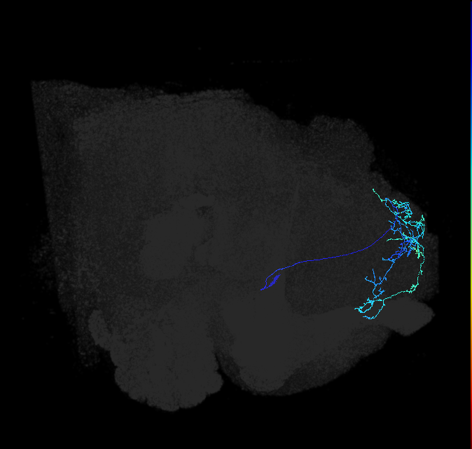 adult superior lateral protocerebrum neuron 092