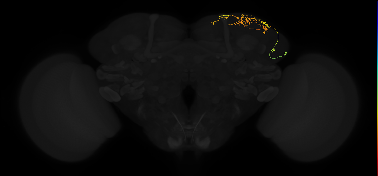 adult superior lateral protocerebrum neuron 093
