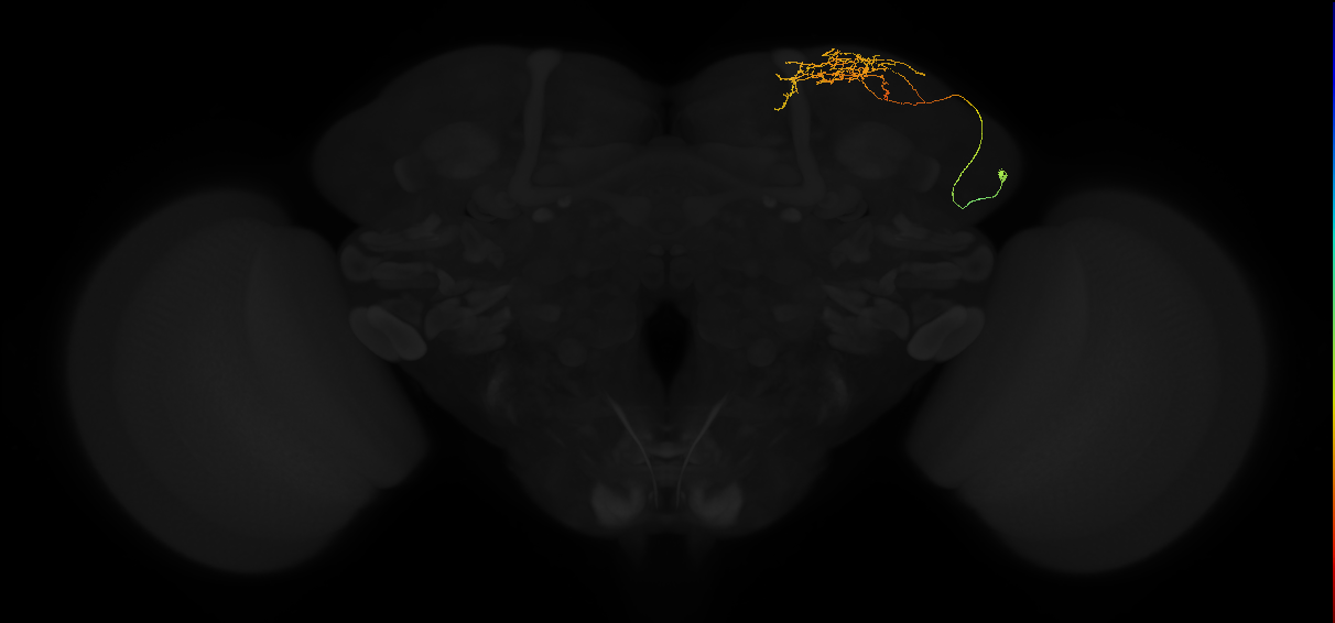 adult superior lateral protocerebrum neuron 094