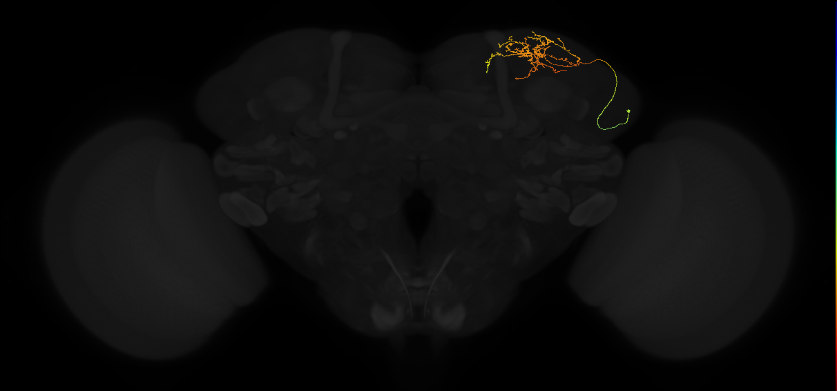 adult superior lateral protocerebrum neuron 095