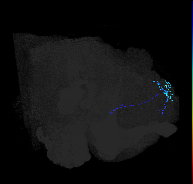 SLP097_R (FlyEM-HB:326159593)