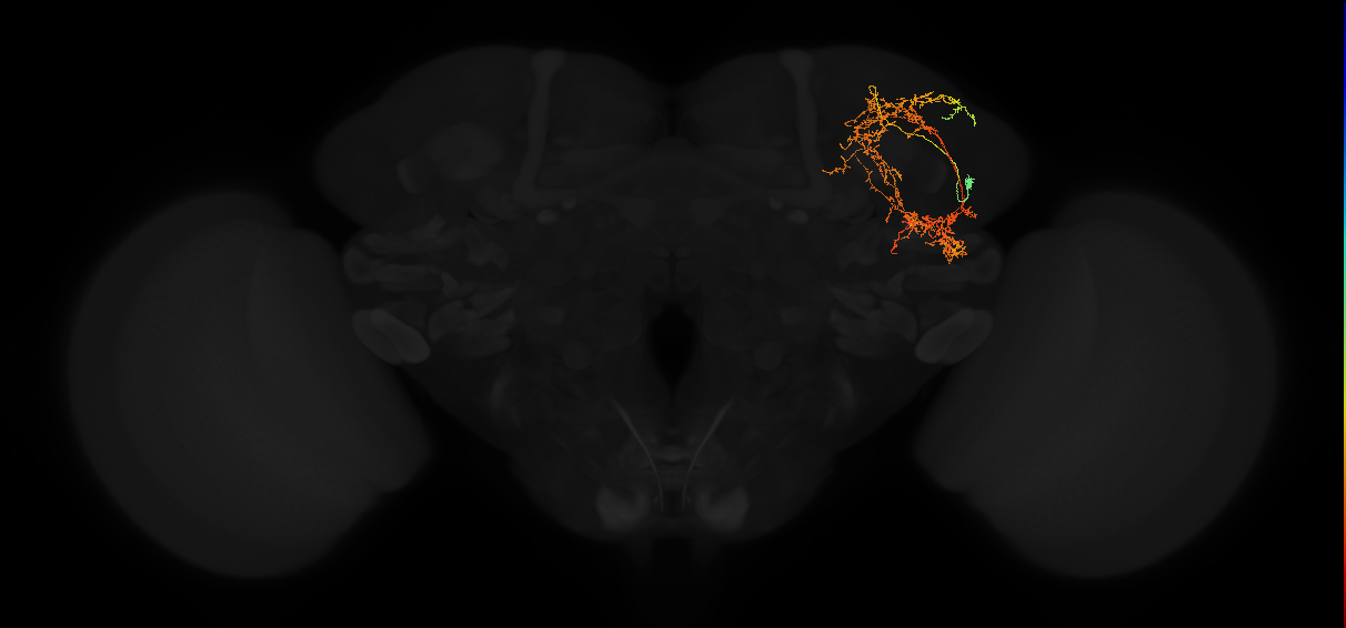 adult superior lateral protocerebrum neuron 098