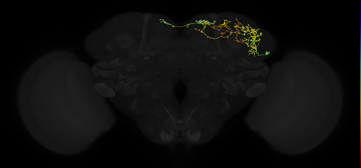 adult superior lateral protocerebrum neuron 099