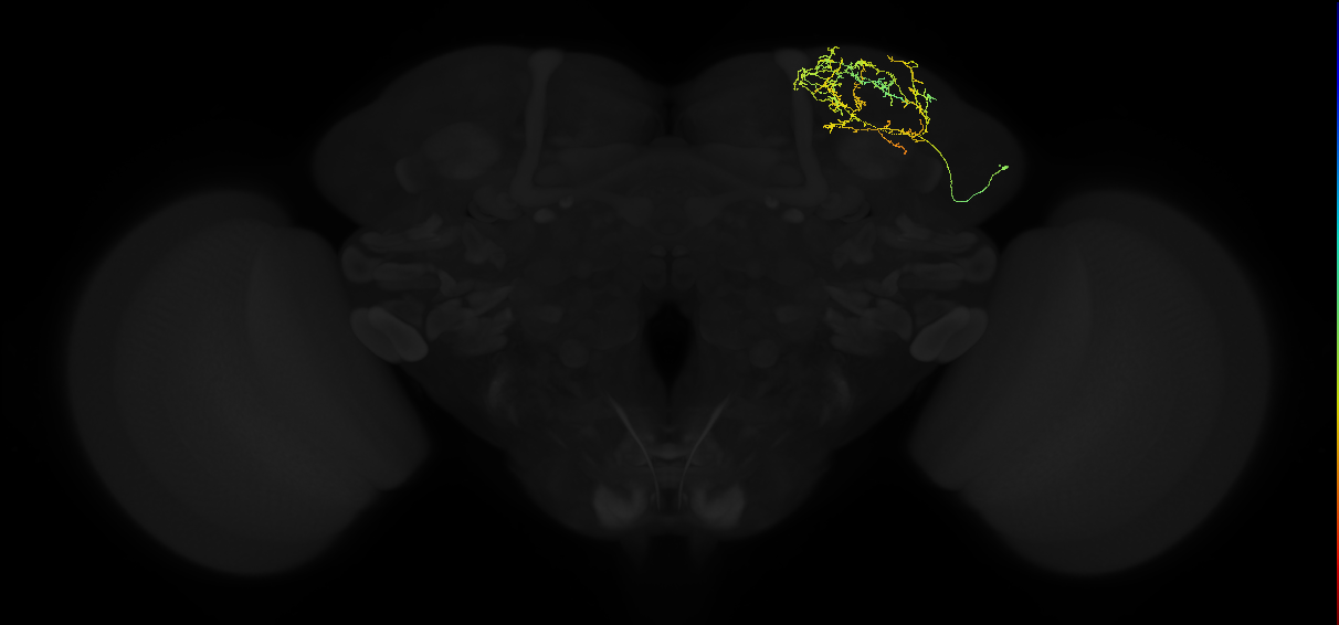 adult superior lateral protocerebrum neuron 101