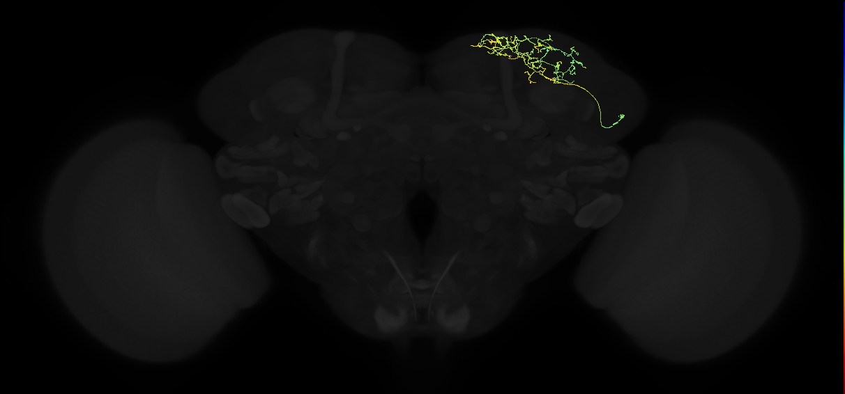 adult superior lateral protocerebrum neuron 102