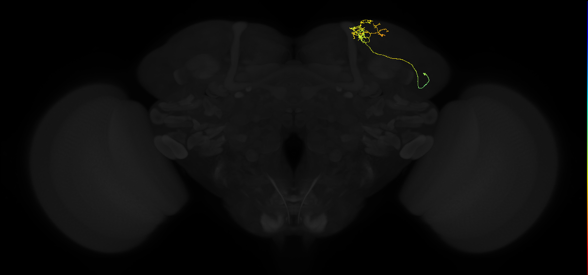 adult superior lateral protocerebrum neuron 106