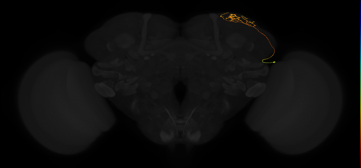 adult superior lateral protocerebrum neuron 111