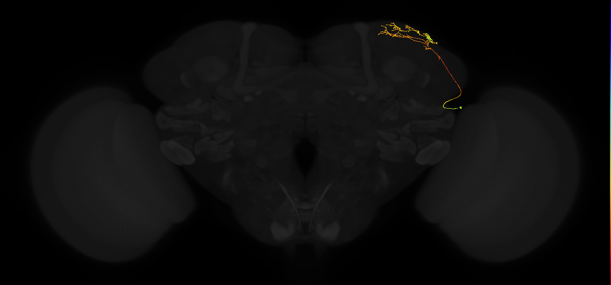 adult superior lateral protocerebrum neuron 111