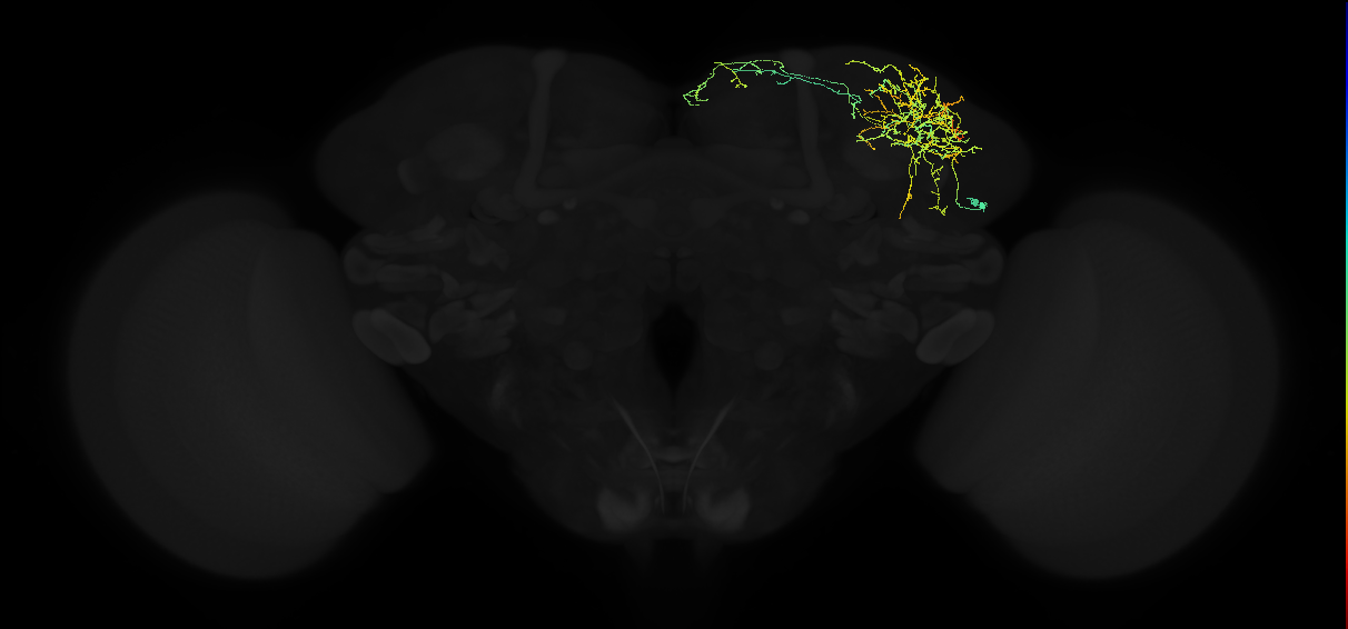 adult superior lateral protocerebrum neuron 112