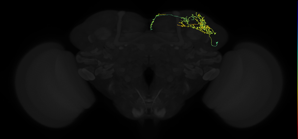 adult superior lateral protocerebrum neuron 113