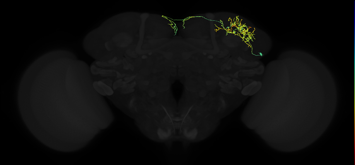 adult superior lateral protocerebrum neuron 113