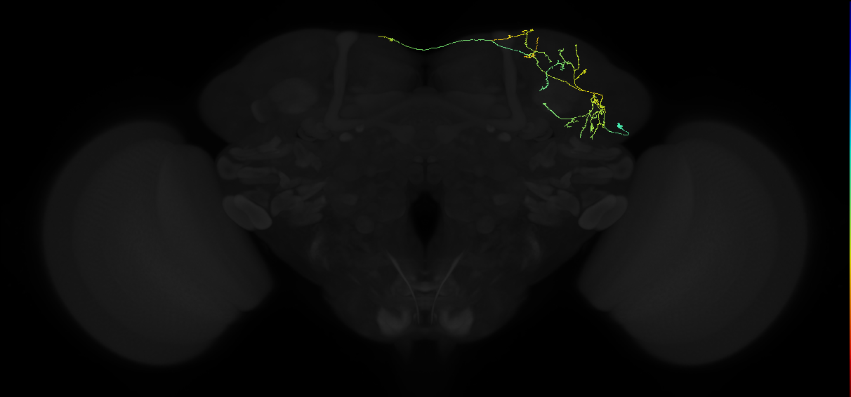 adult superior lateral protocerebrum neuron 114