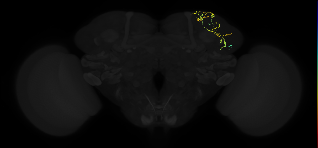 adult superior lateral protocerebrum neuron 116