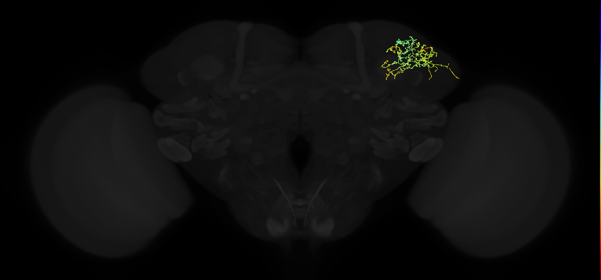adult superior lateral protocerebrum neuron 117
