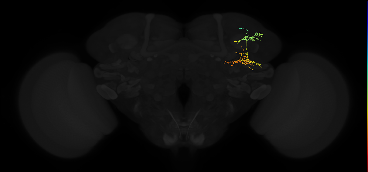 adult superior lateral protocerebrum neuron 120