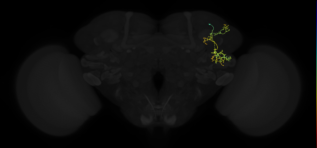 adult superior lateral protocerebrum neuron 121