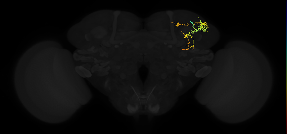 adult superior lateral protocerebrum neuron 122