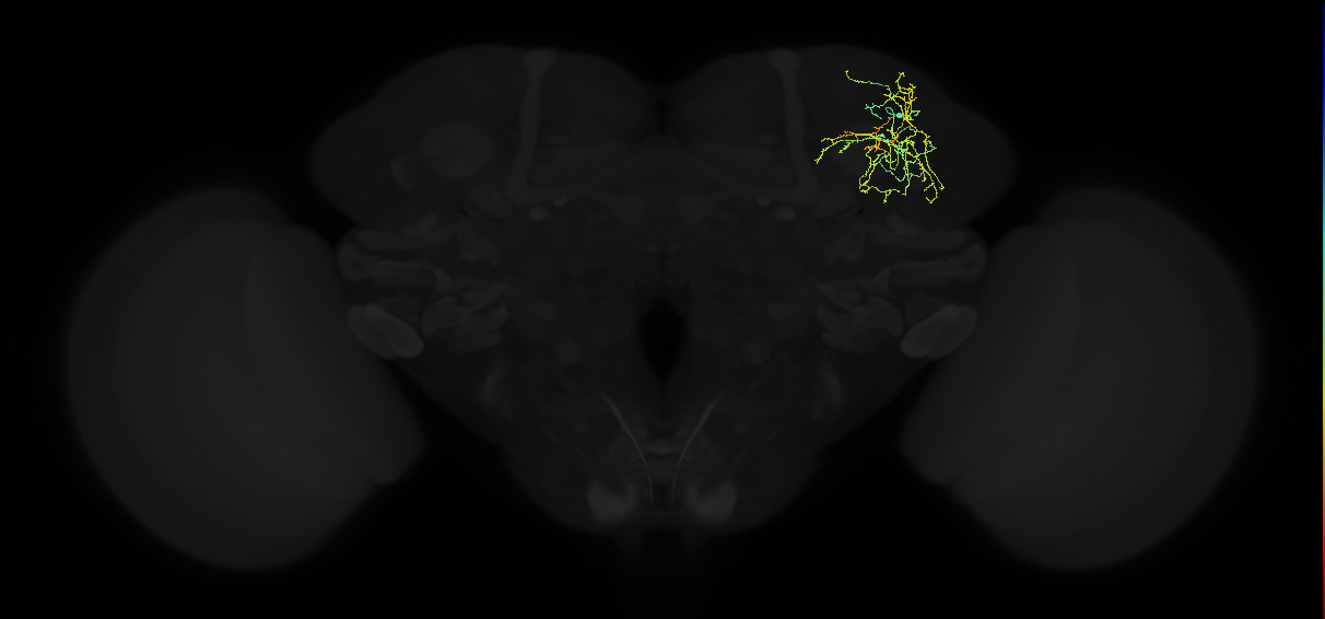 adult superior lateral protocerebrum neuron 123