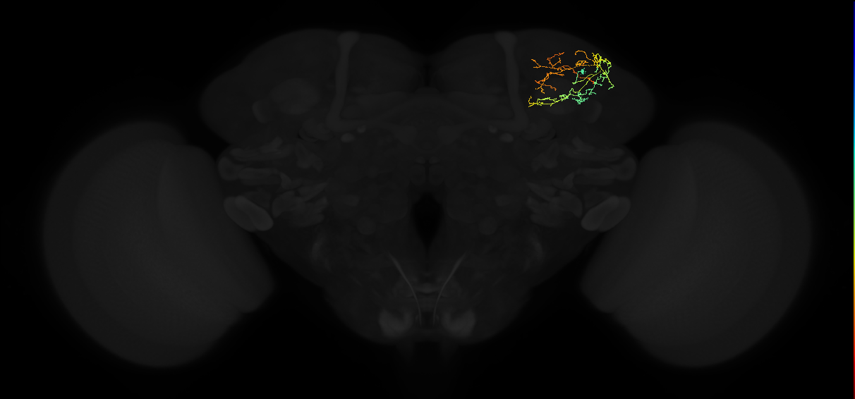 adult superior lateral protocerebrum neuron 124