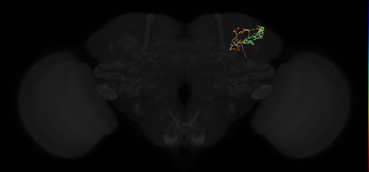 adult superior lateral protocerebrum neuron 124