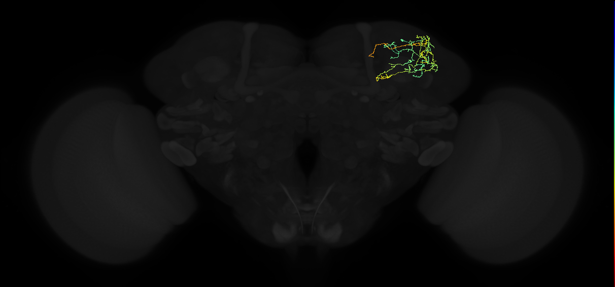 adult superior lateral protocerebrum neuron 125