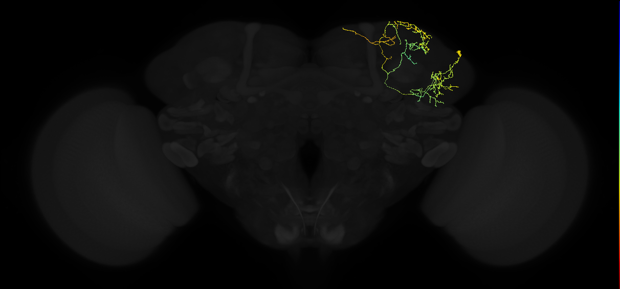 adult superior lateral protocerebrum neuron 126