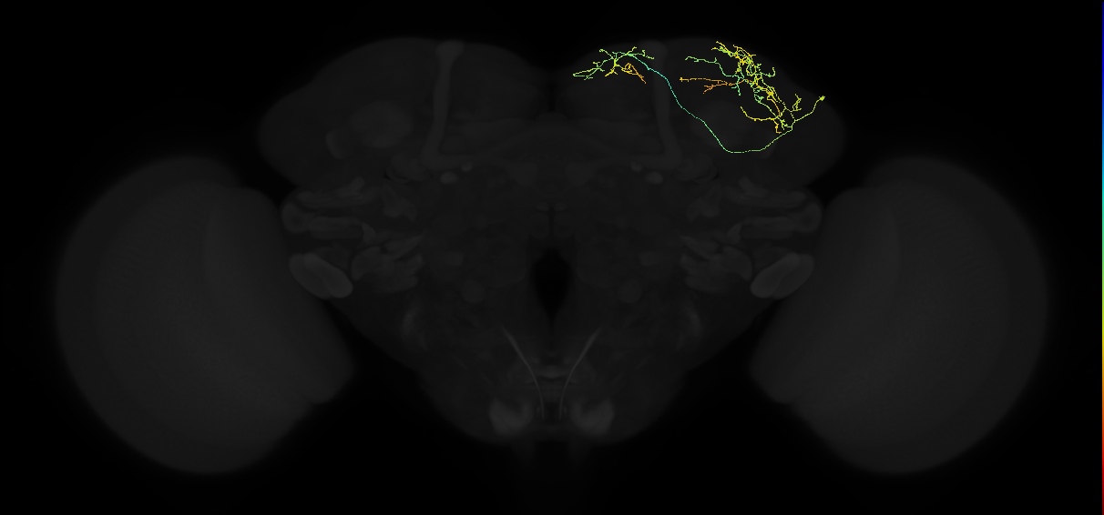 adult superior lateral protocerebrum neuron 127
