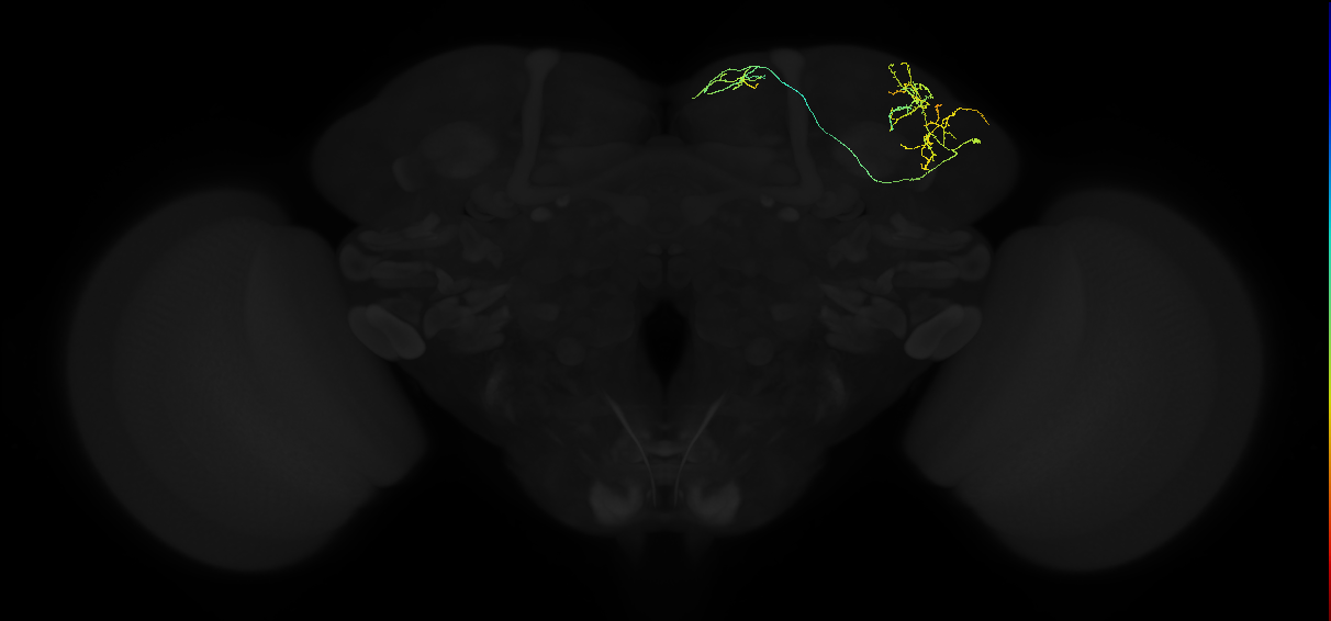 adult superior lateral protocerebrum neuron 128