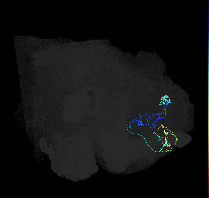 SLP129_c_R (FlyEM-HB:575426742)