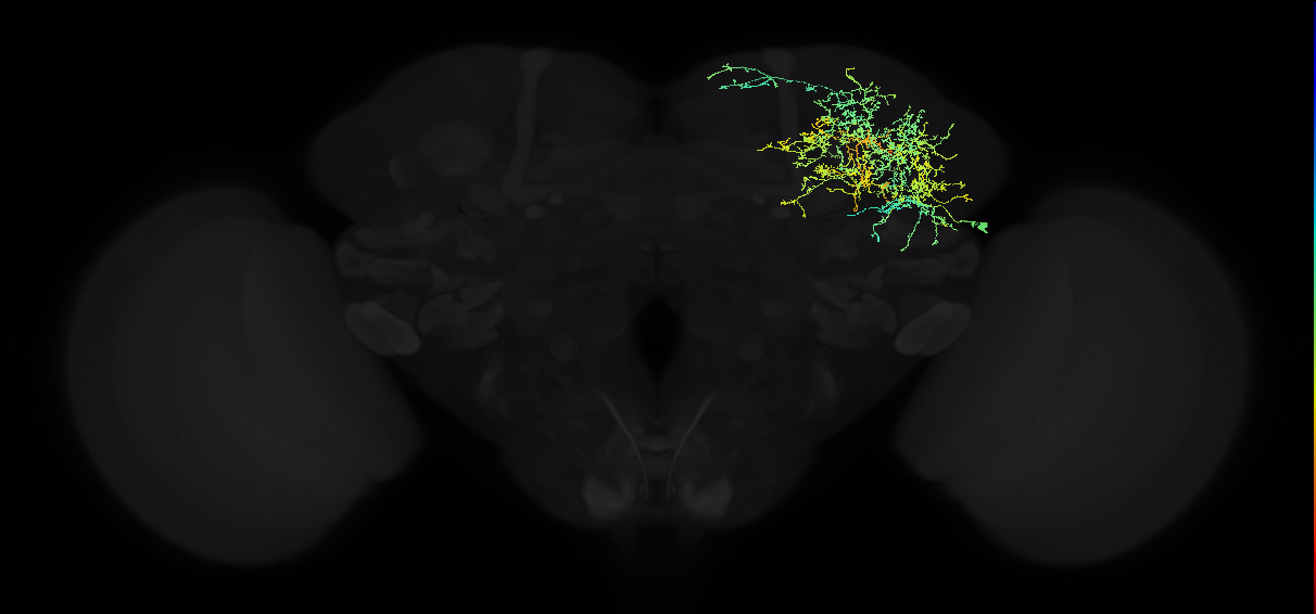 adult superior lateral protocerebrum neuron 131