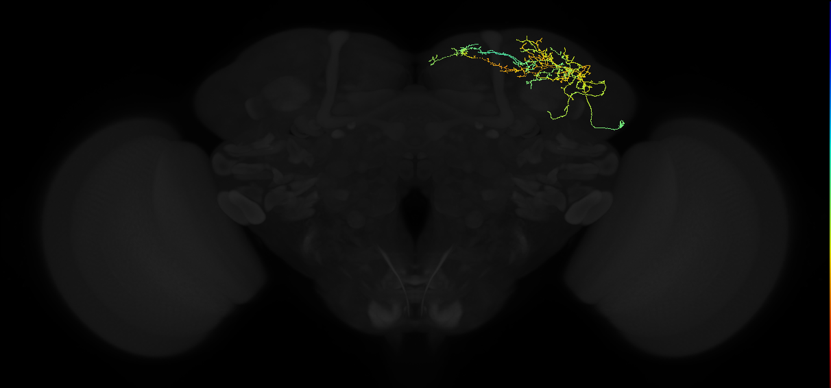 adult superior lateral protocerebrum neuron 135