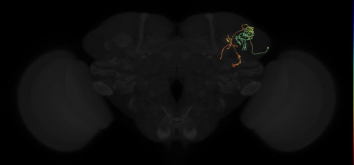 adult superior lateral protocerebrum neuron 137