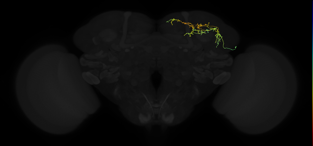 adult superior lateral protocerebrum neuron 138