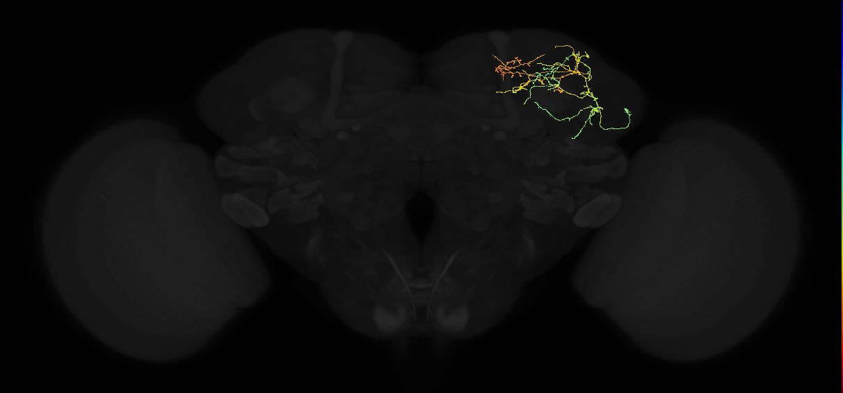 adult superior lateral protocerebrum neuron 139