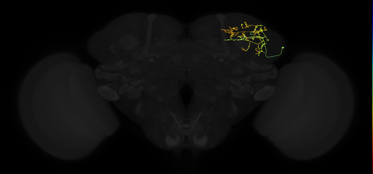 adult superior lateral protocerebrum neuron 140