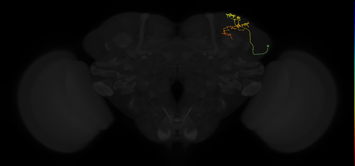 adult superior lateral protocerebrum neuron 142
