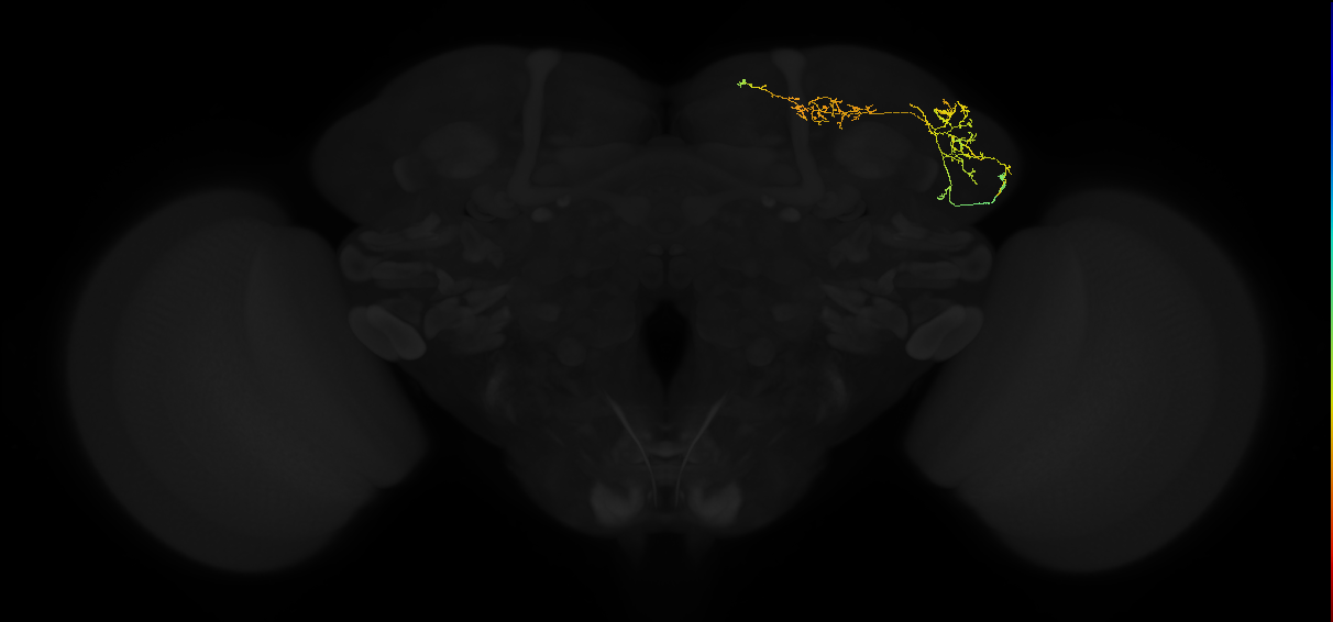 adult superior lateral protocerebrum neuron 144