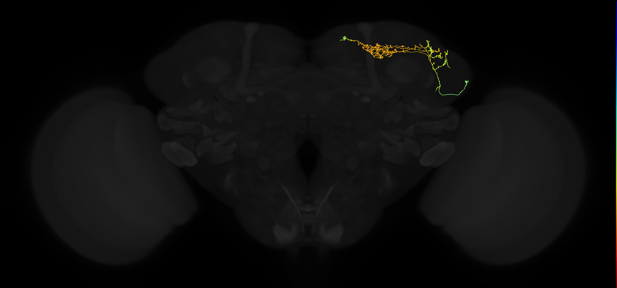 adult superior lateral protocerebrum neuron 144