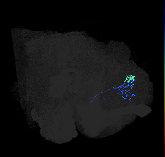 SLP144_R (FlyEM-HB:5813019528)