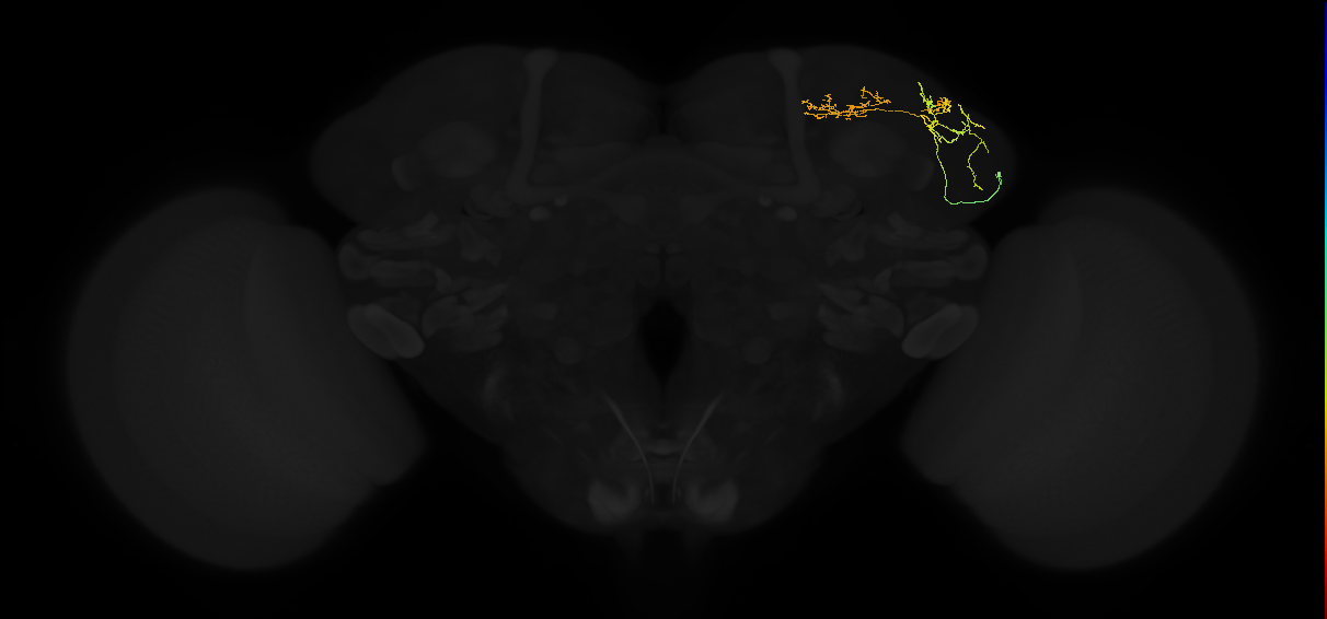adult superior lateral protocerebrum neuron 146