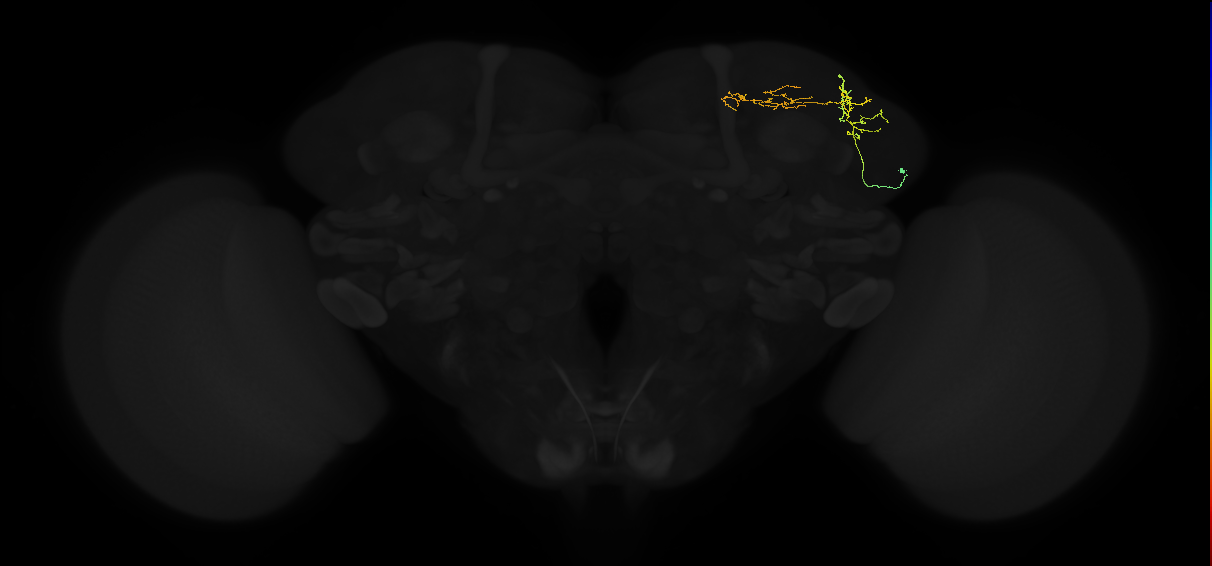 adult superior lateral protocerebrum neuron 147