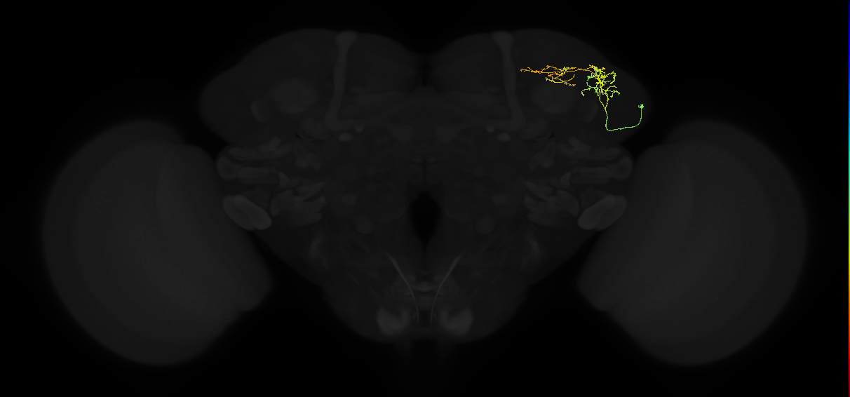 adult superior lateral protocerebrum neuron 147